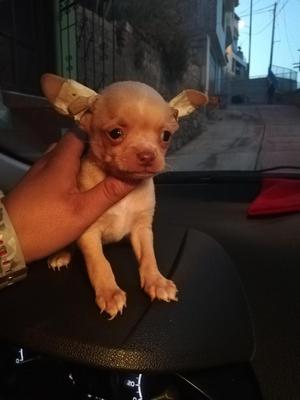 Chihuahuas Minis