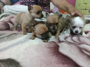 Chihuahuas en Venta