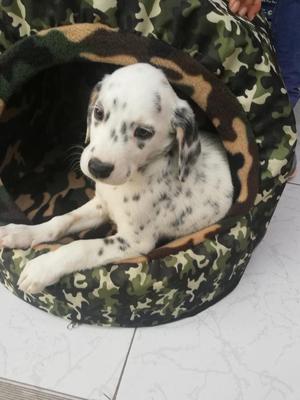 Dalmata Macho