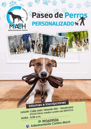 Entrenamiento de Perros