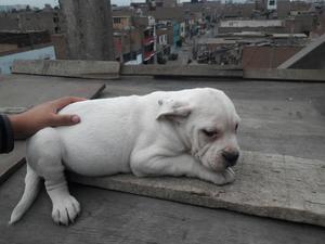 Fucion Pitbull con Bulldog Ingles