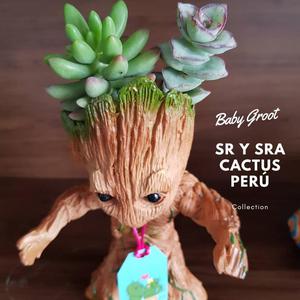 Maceta Baby Groot Mix de Suculentas