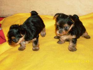 ¡OCASIÓN! Venta de Cachorros PEDIGRÍ Yorkshire Machos