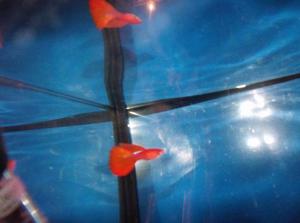 PECES GUPPY FULL RED HIGH DORSAL A1 PAREJA = 22 SOLES