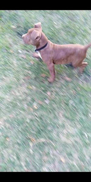 PITBULL MEJORADO