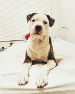 Pitbull Monta