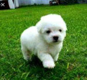 Poodle