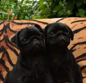 Pug Carliño