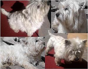SERVICIO DE MONTA WESTIE