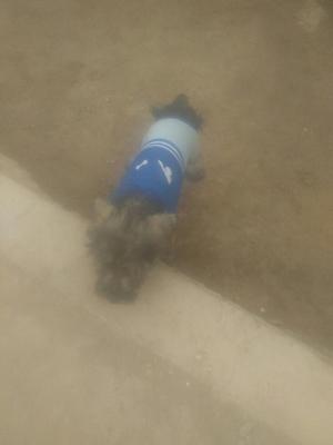 Schnauzer