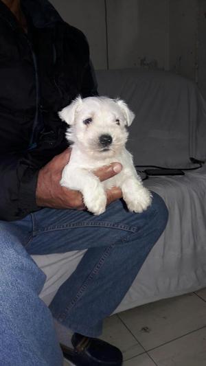 Schnauzer Blanco Vacunados