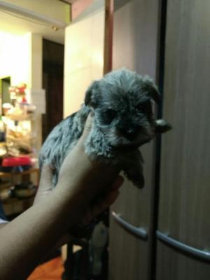 Schnauzer Cachorros