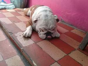 Se Vende Cachorros Bulldog