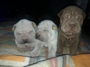 Se venden perros shar pei
