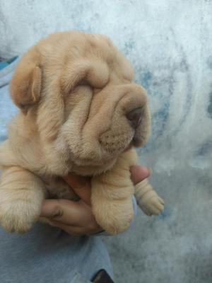 Sharpei Hembra