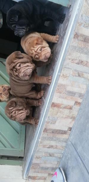 Sharpei Minis