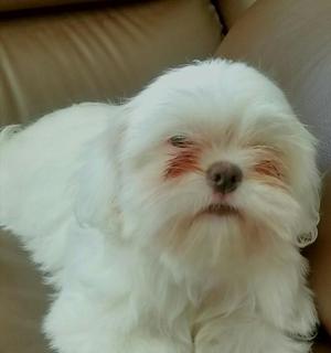 Shih Tzu en Venta