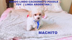 Vendo Cachorrito Poodle Toy LINEA ARGENTINA MACHITO