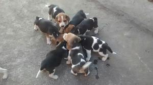Vendo Cachorros Beagle