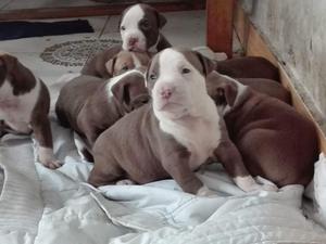 Vendo Cachorros Pitbull