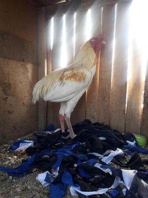 Vendo Gallos
