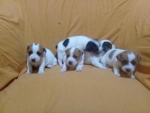 Venta de 5 Cachorritos Jack Russell Terrier