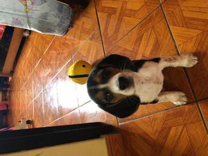 beagle 2 meses