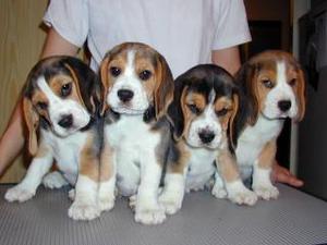 beagles tricolores en venta