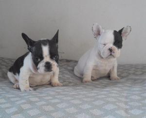 bulldog frances PIRATA machito OCASION,, , SOLES