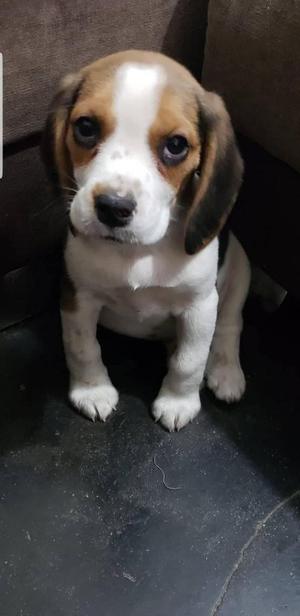 cachorrito beagle