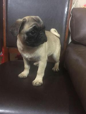 cachorro pug hembra