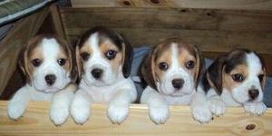 cachorros beagles tricolor