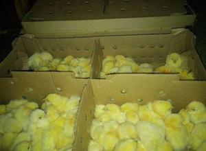 caja de pollos bb envio a provincia pollitos pollos doble