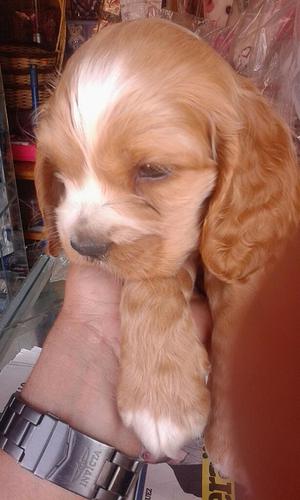 en Vta Cachorros Cocker Spanihs