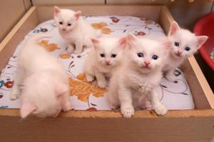 gatitos angora bebes