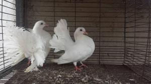 palomas colipavas blancas