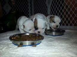 venta de lindos cachorros de raza buldog ingles