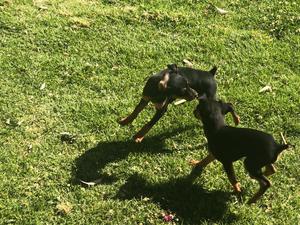 Pinscher Henbras Cachorro