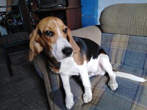Se dá en adopción Perrita Beagle por Viaje
