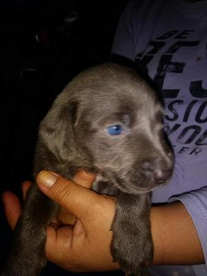 cachorros Bracowaimaraner de mes y tres semanas