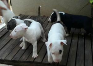 Bull Terrier