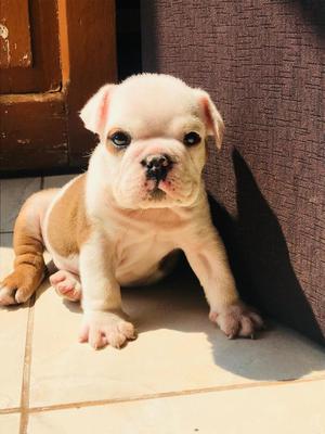 Cachorro Bulldog Ingles
