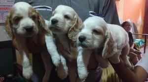 Cachorros Pura Raza Pedigri Cocker Spani