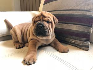 Cachorros Shar pei sharpei