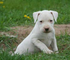 Dogo Argentino