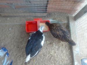 Gallos,gallinas Y Pollos