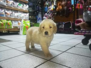 Golden Retriver Hermosos Cachorros