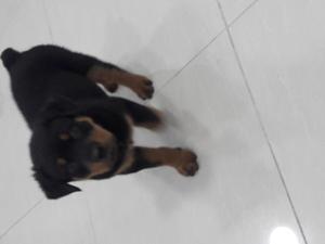 Rotweiler