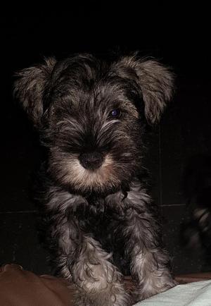 Schnauzer Miniatura