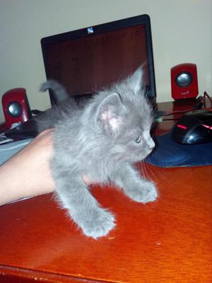 Se Vende Gatita, Raza Angora